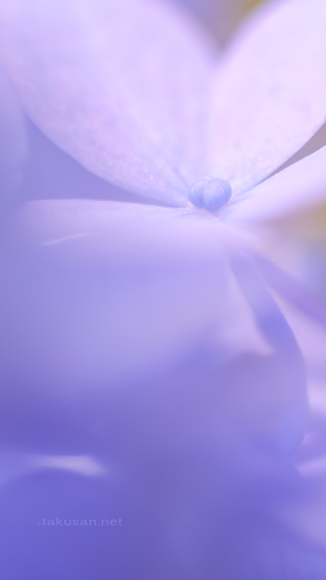 紫陽花の壁紙