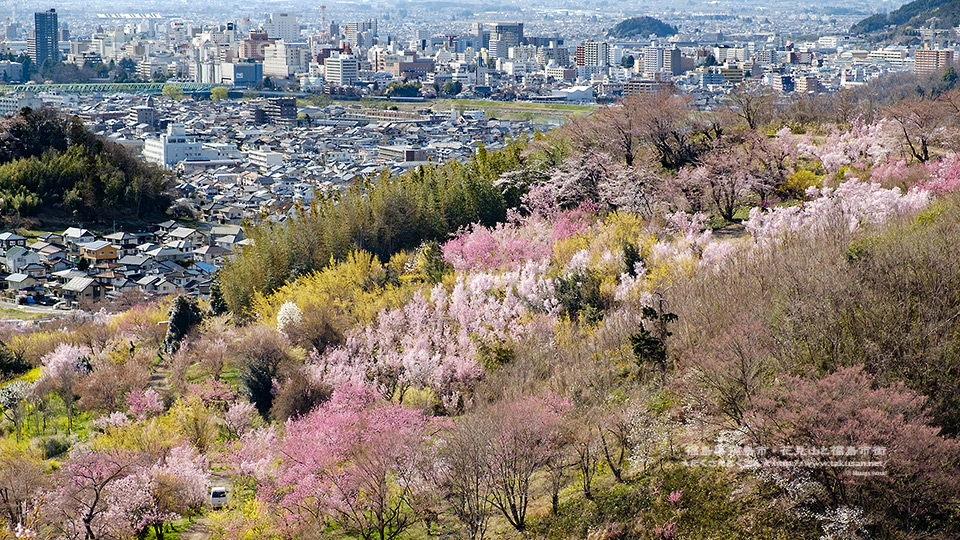 花見山と福島市街の壁紙