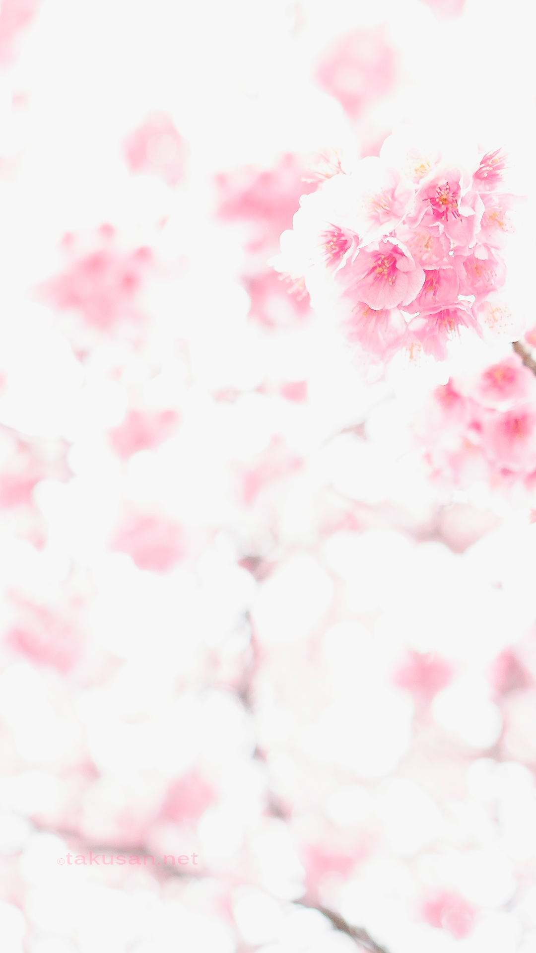 寒緋桜の壁紙