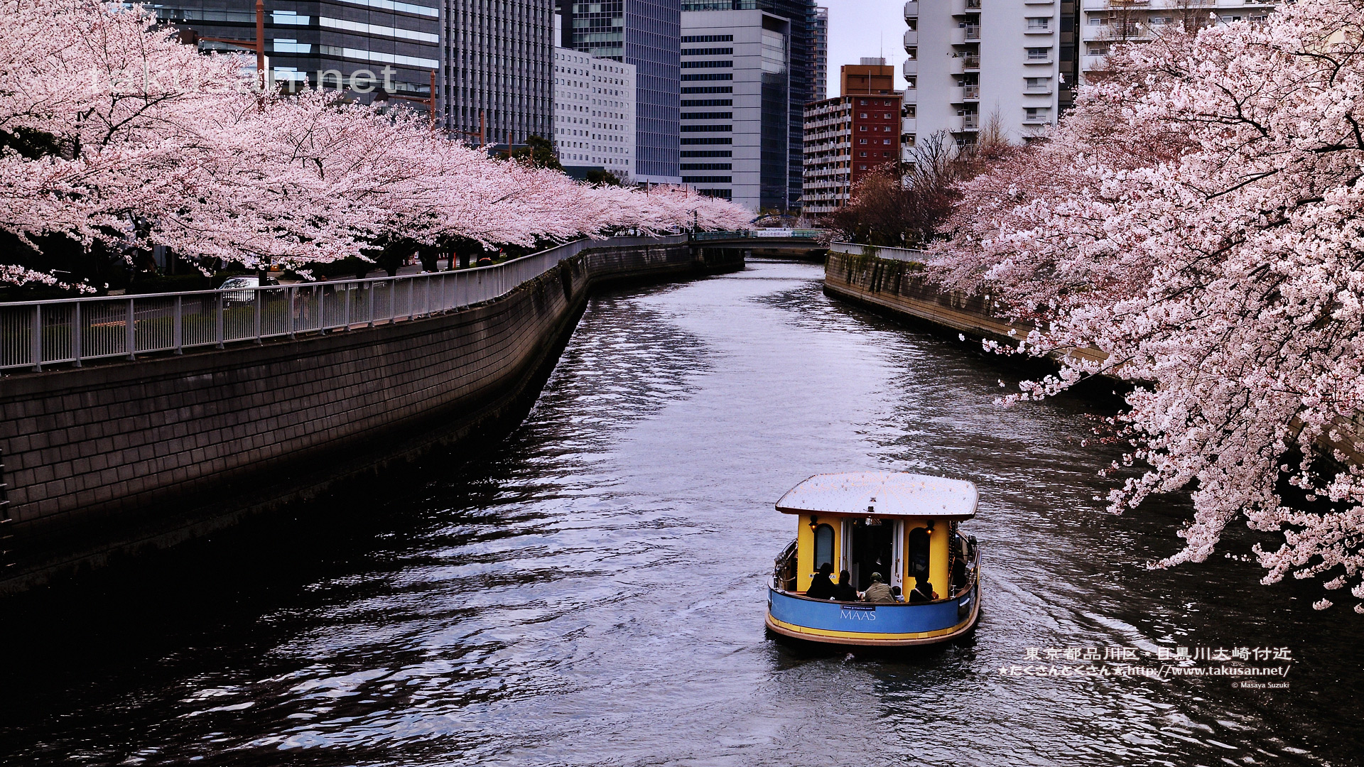 目黒川大崎付近の桜の壁紙