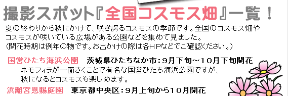 撮影スポット全国コスモス畑