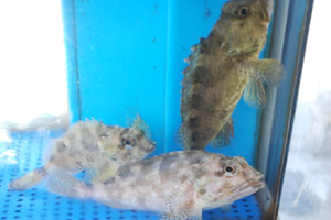 水槽いけすの生魚