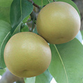 梨の品種と梨の旬
