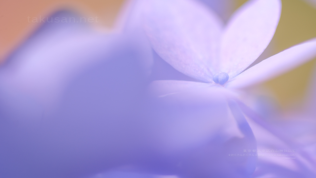 紫陽花 壁紙歳時記 たくさんとくさん