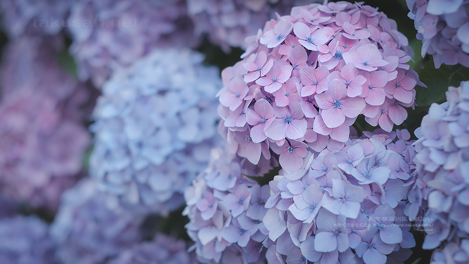 人気ダウンロード 紫陽花 アジサイ 壁紙 ただ素晴らしい花