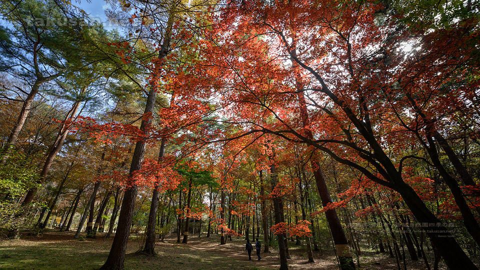 赤城自然園の紅葉の壁紙