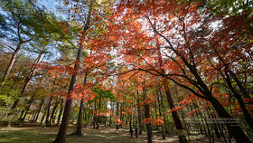 赤城自然園の紅葉の壁紙