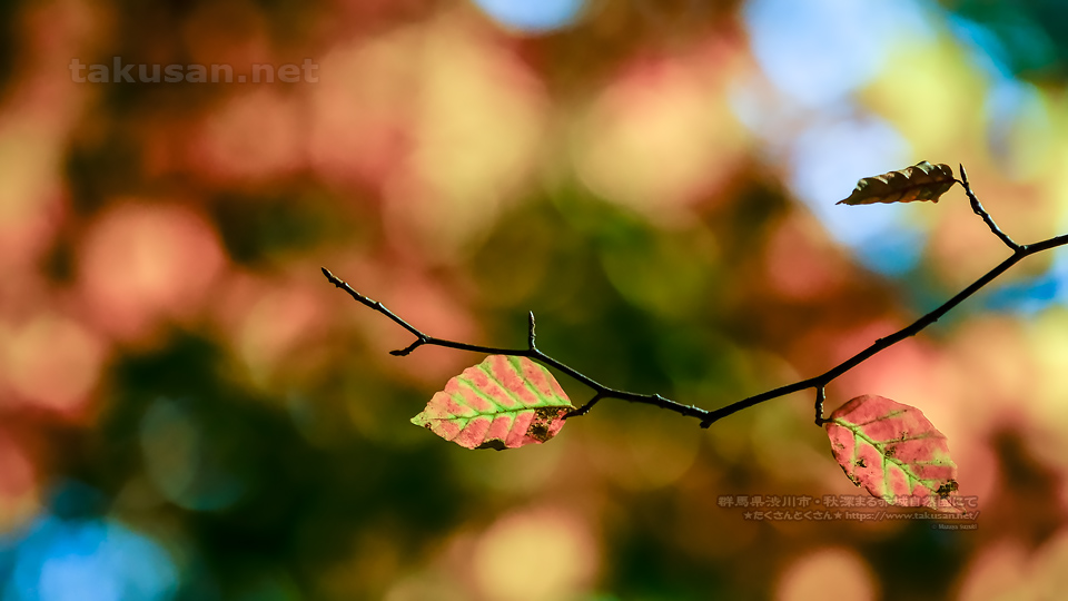 秋深まる赤城自然園にての壁紙