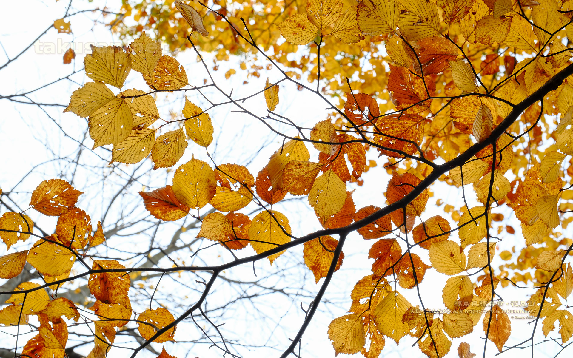 紅葉を透かしてみようの壁紙