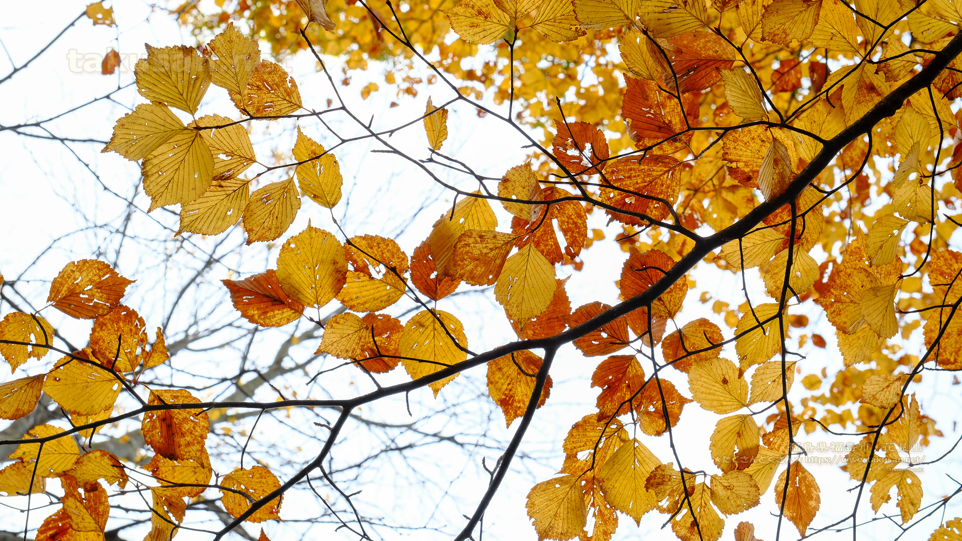紅葉を透かしてみようの壁紙