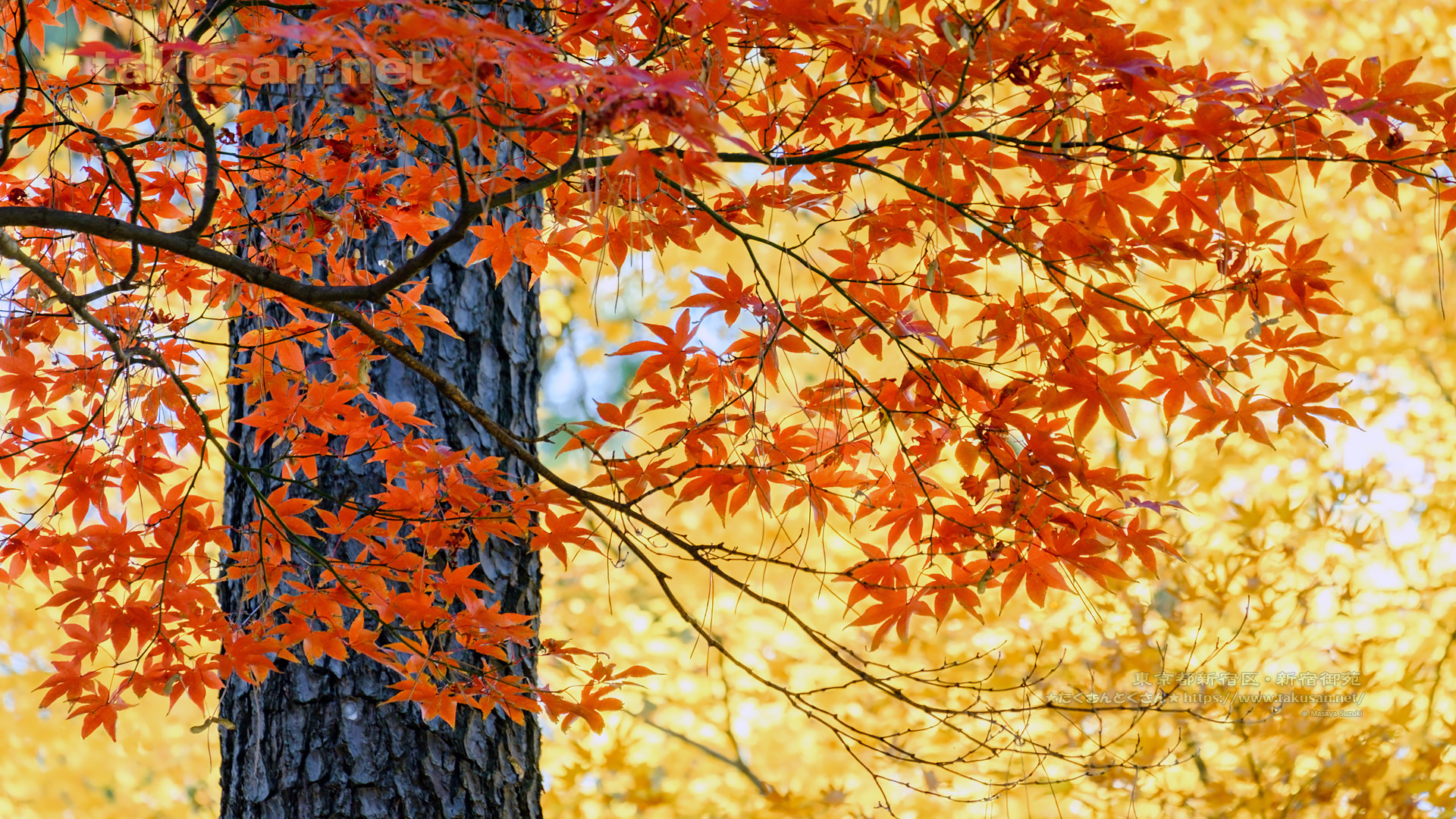 新宿御苑の紅葉の壁紙