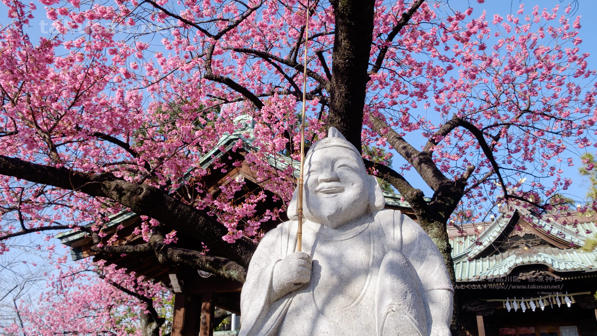荏原神社の恵比寿様と寒緋桜の壁紙