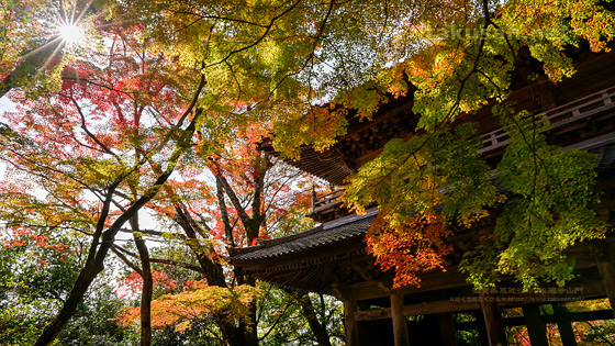 永源寺山門の紅葉の壁紙