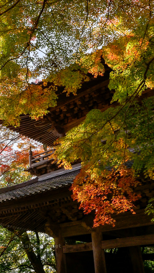 永源寺山門の紅葉の壁紙