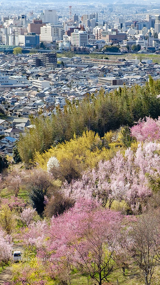 花見山と福島市街の壁紙