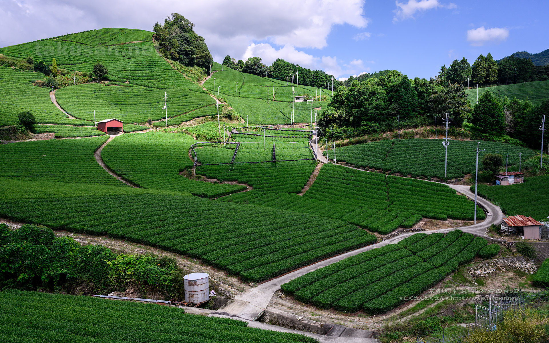 和束町石寺の茶畑の壁紙