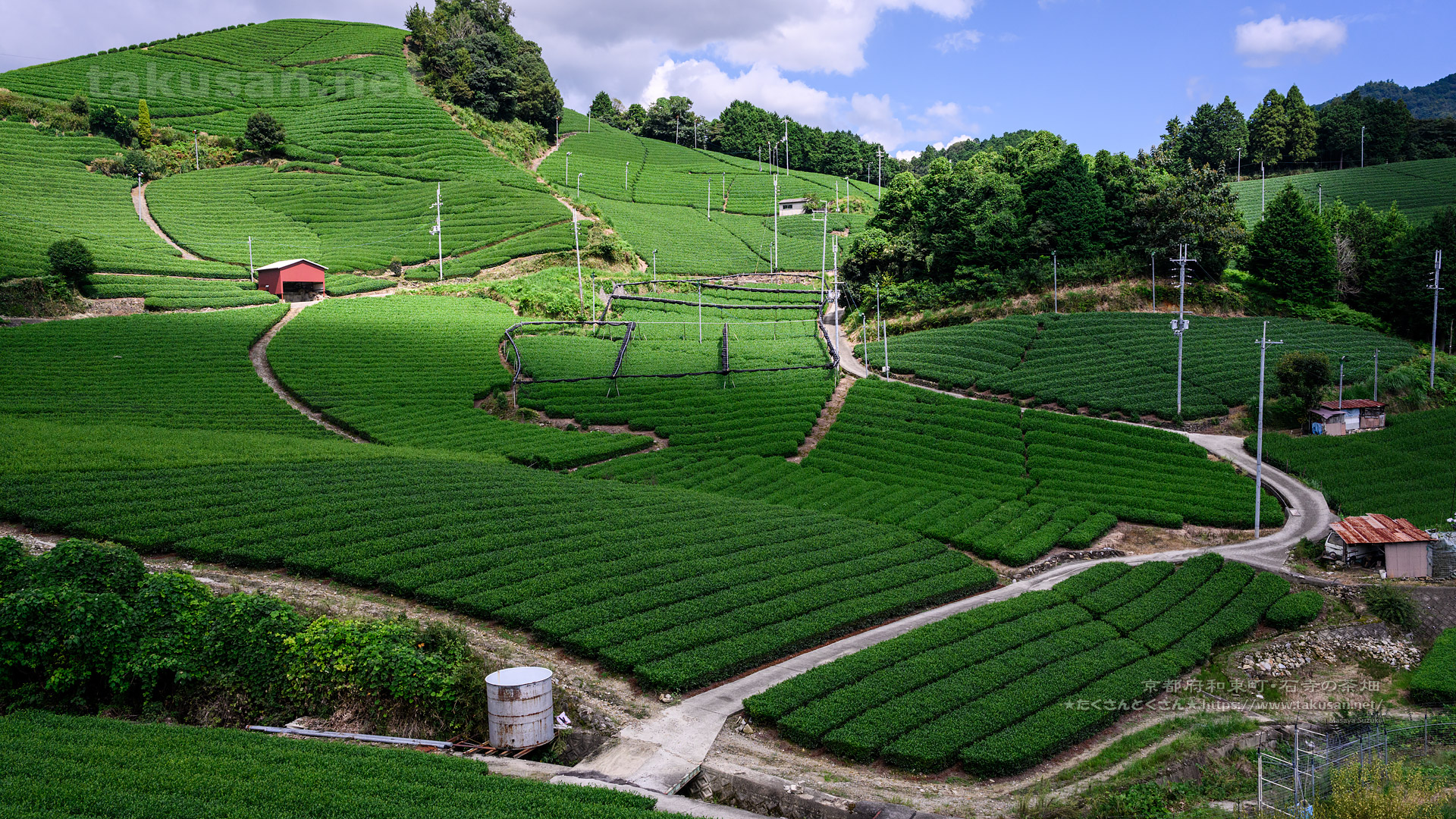 和束町石寺の茶畑の壁紙