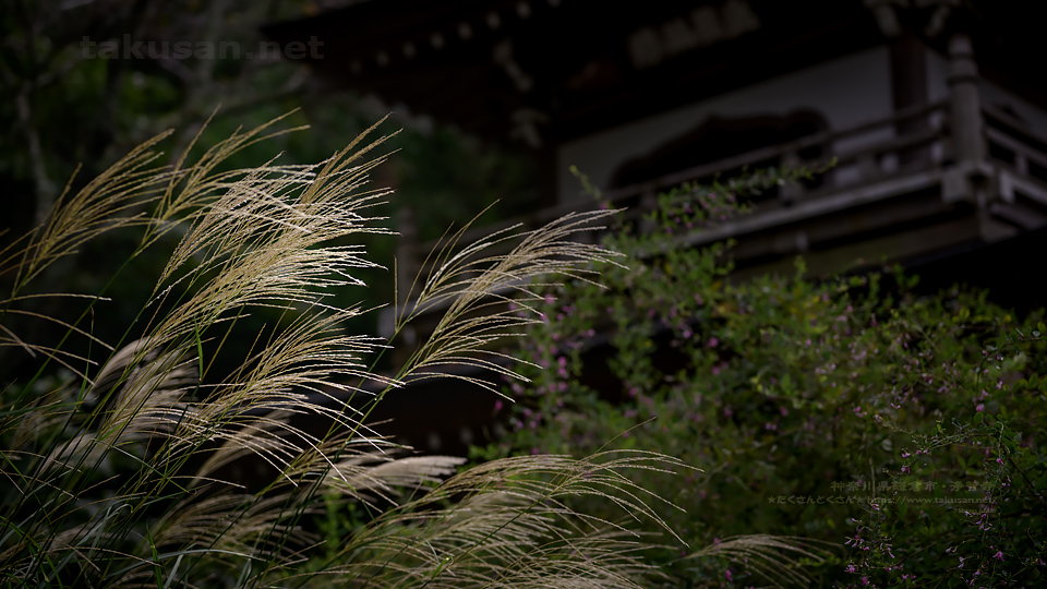 写真の壁紙一覧 壁紙歳時記 たくさんとくさん