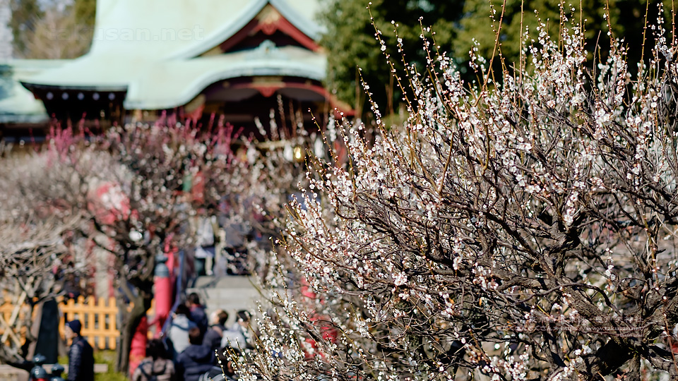 亀戸天神社の梅の壁紙