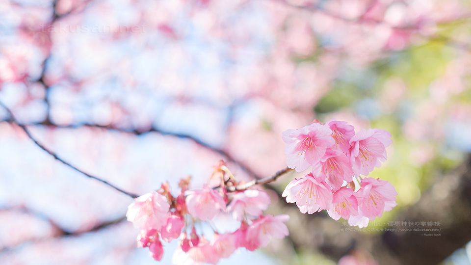 荏原神社の寒緋桜 壁紙歳時記 たくさんとくさん