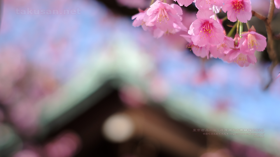 北品川・荏原神社の寒緋桜2020の壁紙