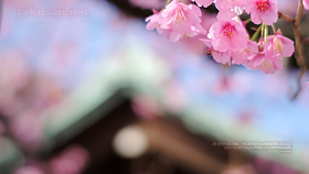 北品川・荏原神社の寒緋桜2020の壁紙