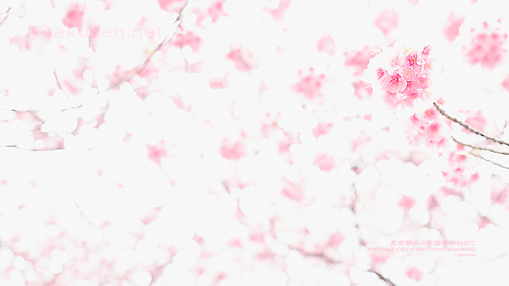 寒緋桜の壁紙