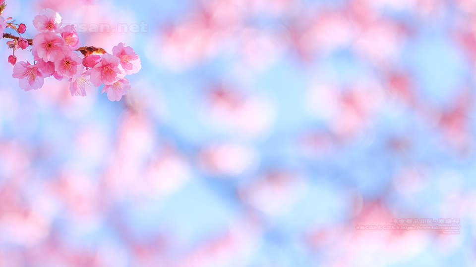 寒緋桜の壁紙