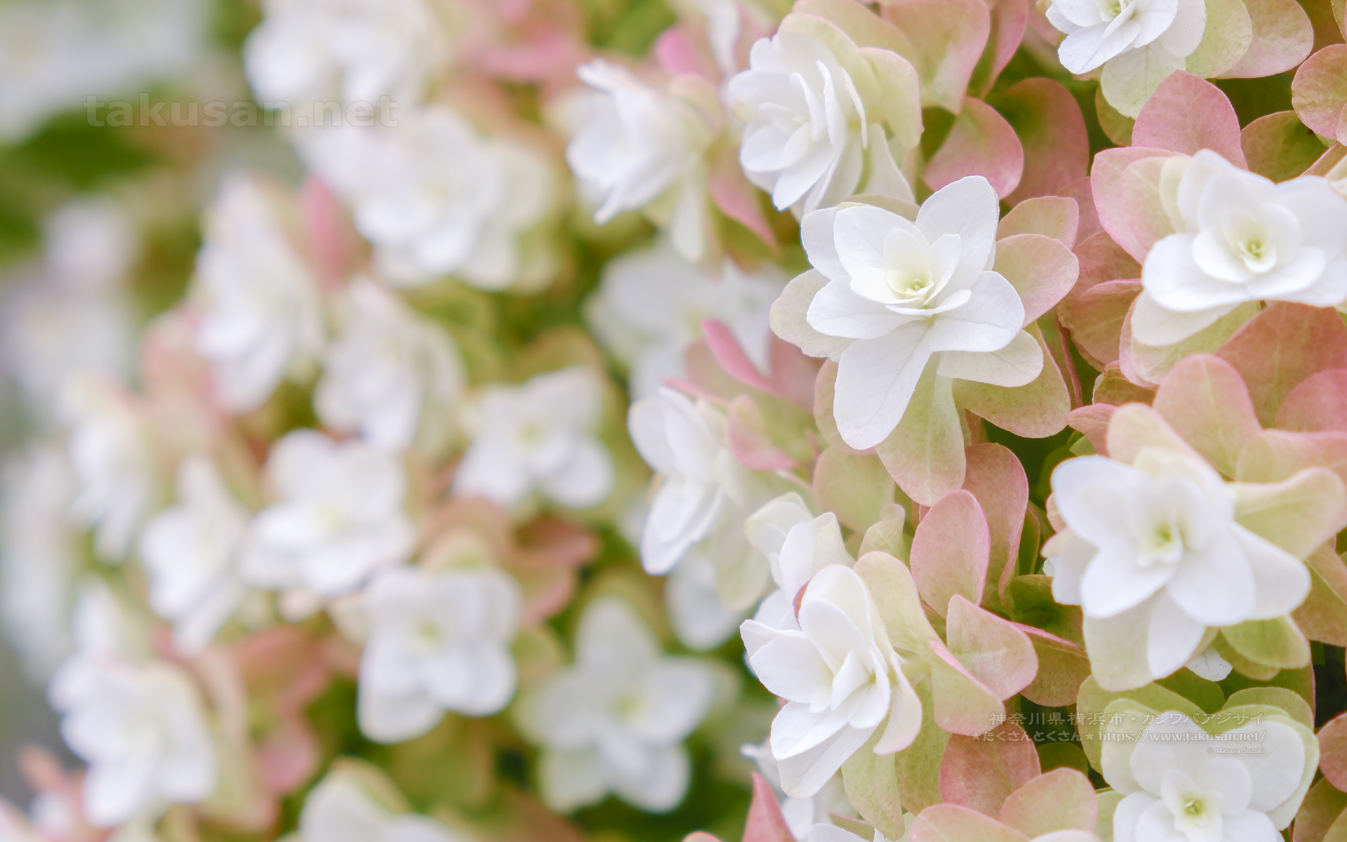 カシワバアジサイの壁紙