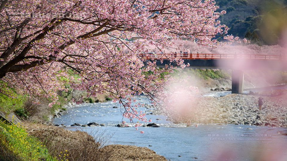 河津川沿いの河津桜並木の壁紙