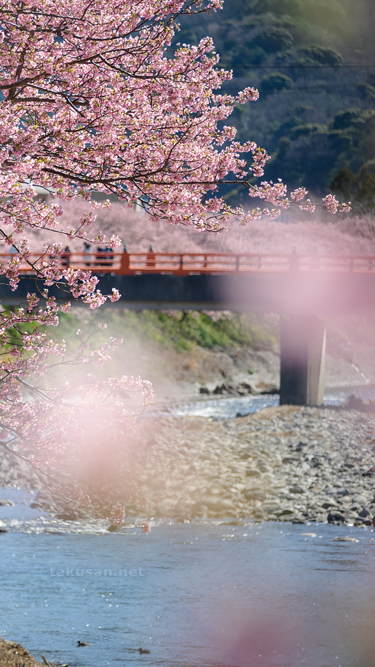 河津川沿いの河津桜並木の壁紙