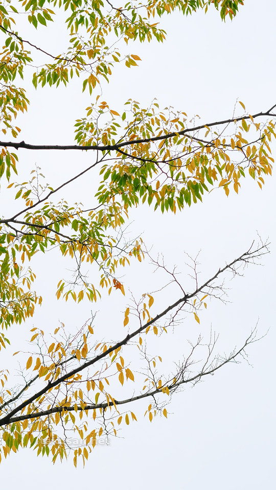 ケヤキの紅葉の壁紙