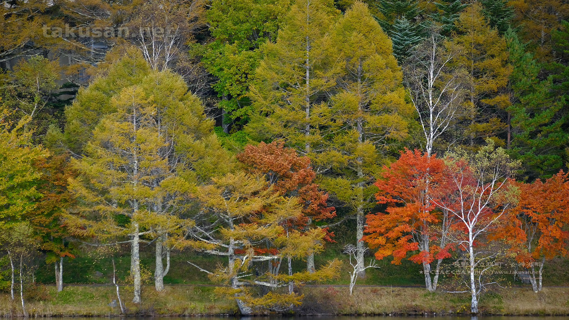 女神湖の紅葉の壁紙