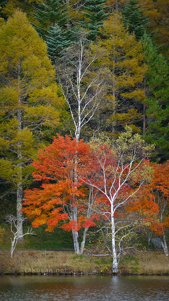 女神湖の紅葉の壁紙