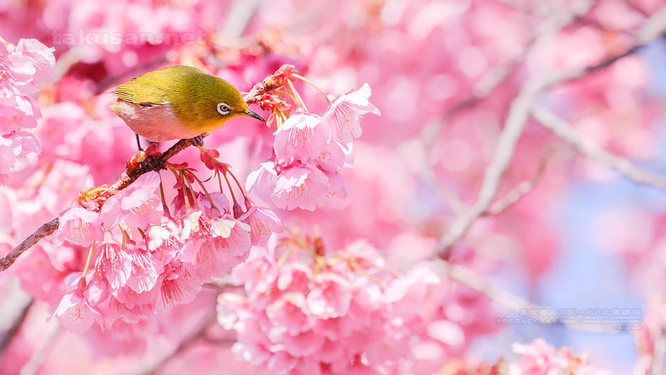 春の写真の壁紙 壁紙歳時記 たくさんとくさん