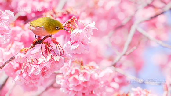 メジロと寒緋桜の壁紙