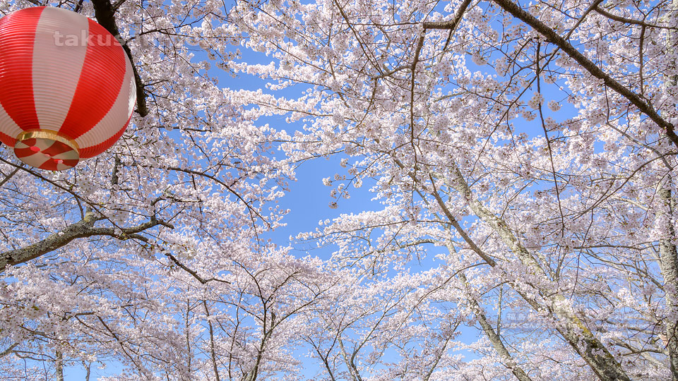 三春城本丸跡の桜の壁紙