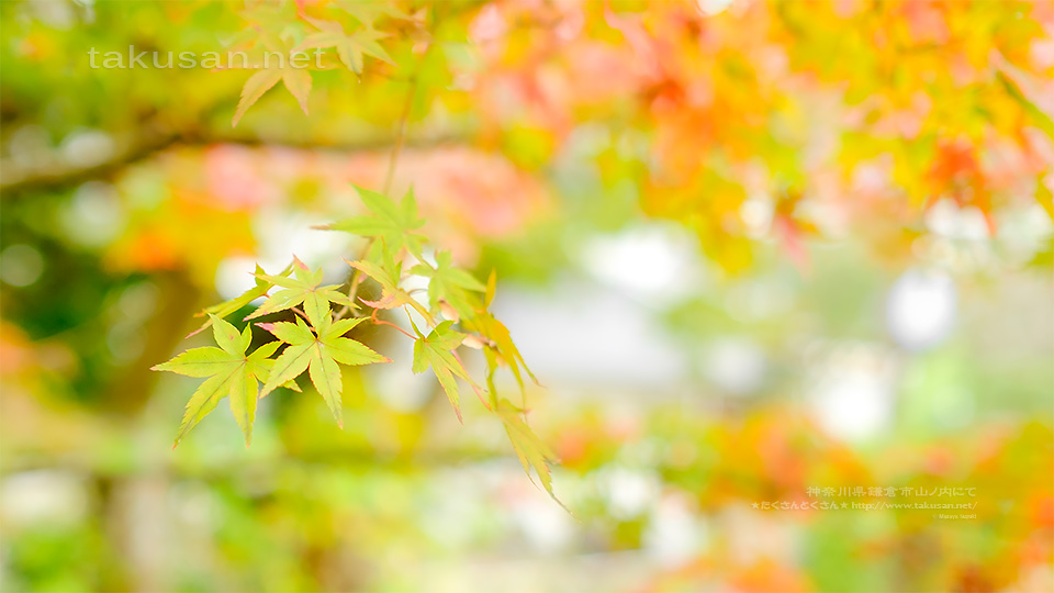 紅葉の写真の壁紙一覧 壁紙歳時記 たくさんとくさん