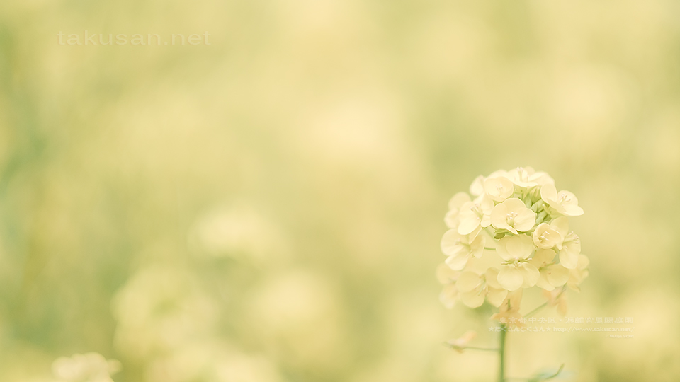 浜離宮恩賜庭園の菜の花の壁紙