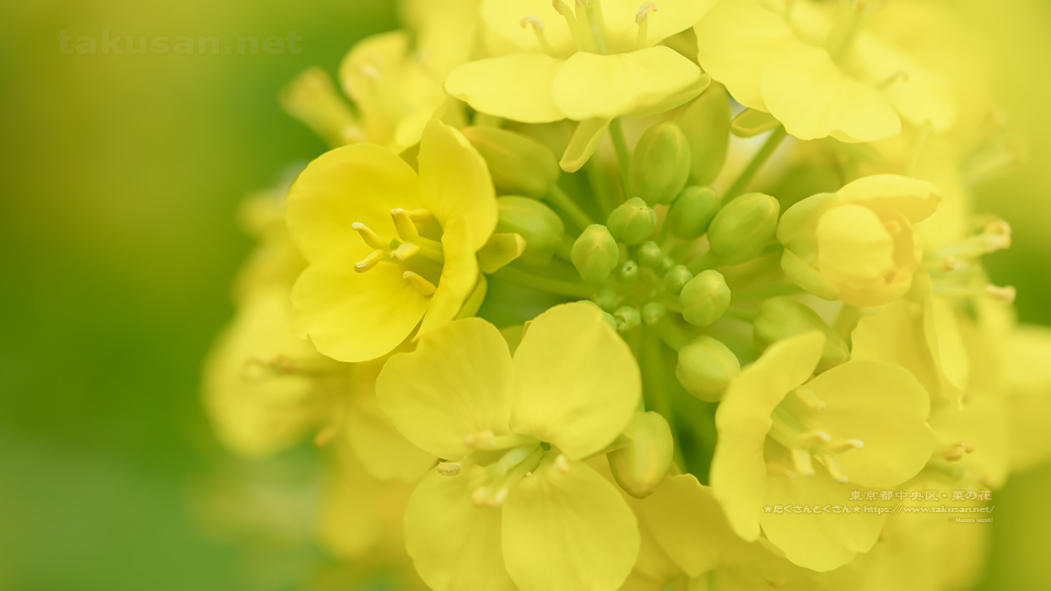 菜の花 壁紙歳時記 たくさんとくさん