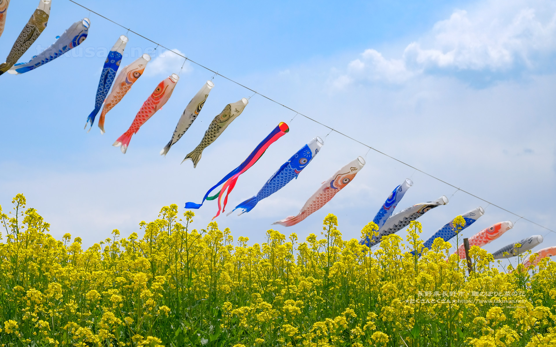 菜の花と鯉のぼりの壁紙