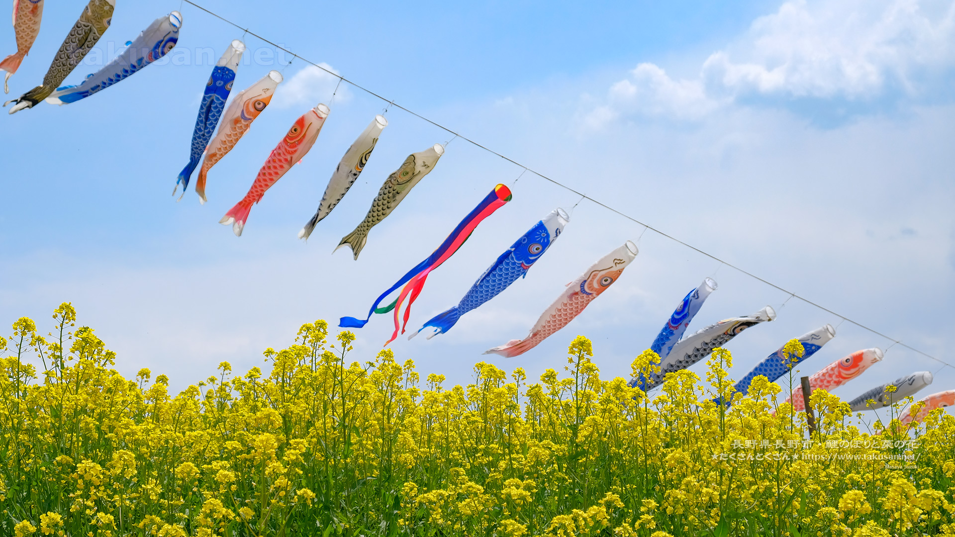 菜の花と鯉のぼりの壁紙