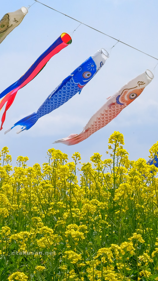 菜の花と鯉のぼりの壁紙