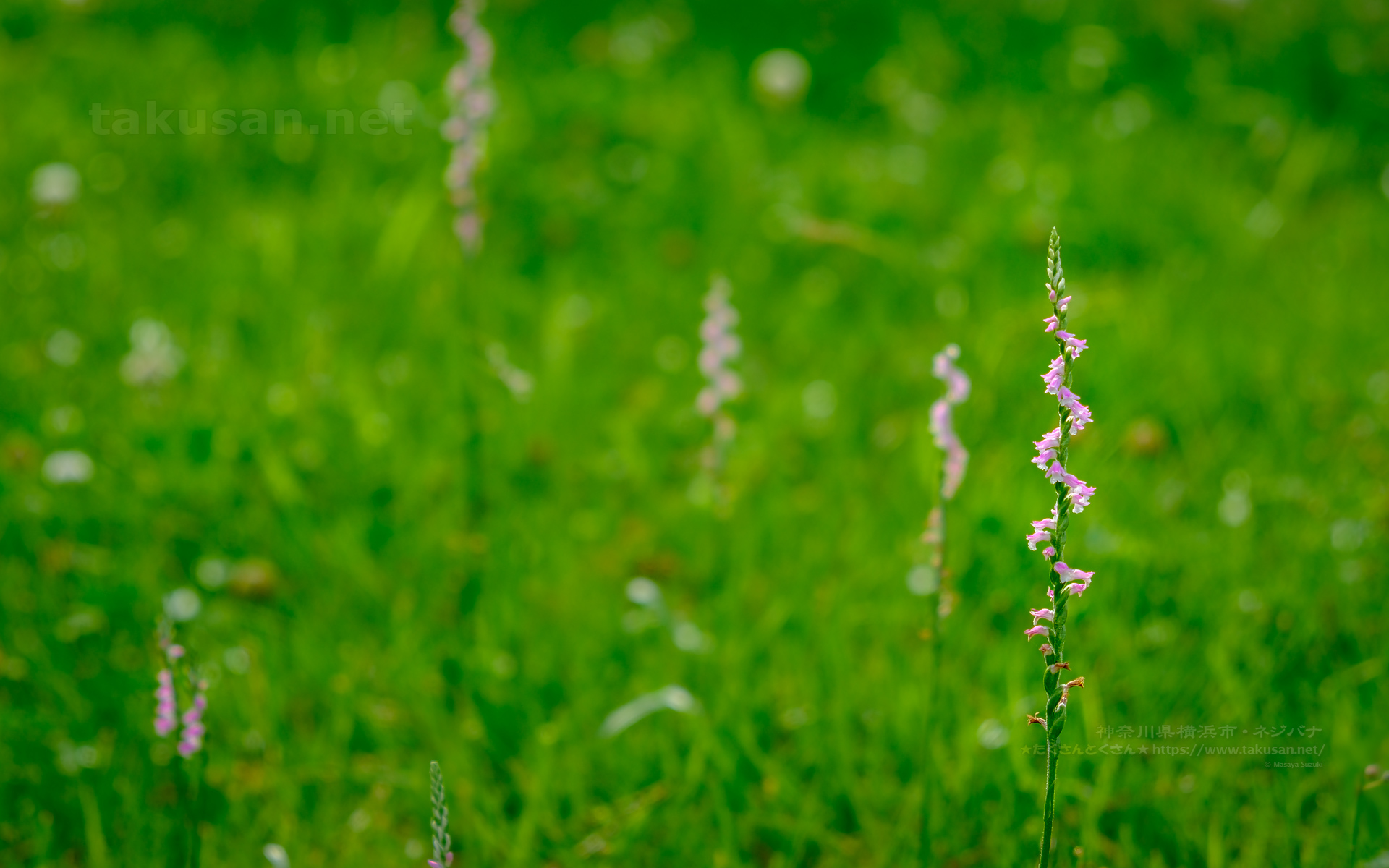 ネジバナの壁紙
