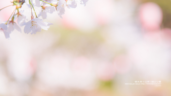 小山市城山公園の桜の壁紙