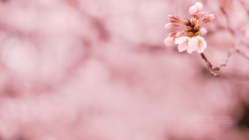 すべての美しい花の画像 元のpc 壁紙 桜