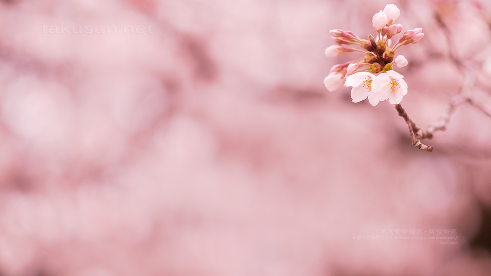 新宿御苑の桜