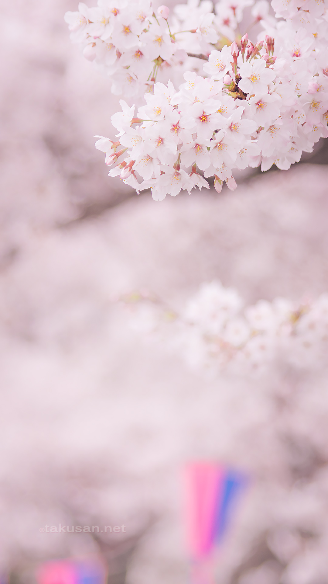 柏尾川の桜の壁紙