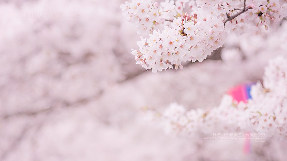 柏尾川の桜の壁紙