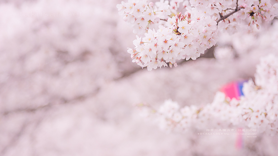 柏尾川の桜 壁紙歳時記 たくさんとくさん